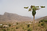 So Nicolau : Faj : papaya : Nature Plants
Cabo Verde Foto Gallery