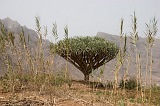São Nicolau : Fajã : dragon tree : Landscape Mountain
Cabo Verde Foto Gallery