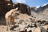 So Vicente : Santa Luzia da Terra : burro : Nature Animals
Cabo Verde Foto Galeria