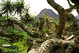 Insel: Santo Antão  Wanderweg:  Ort: Paul Motiv: Drachenbaum Motivgruppe: Nature Plants © Pitt Reitmaier www.Cabo-Verde-Foto.com