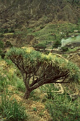 Insel: Santo Antão  Wanderweg:  Ort: Paul Chã de Joao Vaz Motiv: Drachenbaum Motivgruppe: Nature Plants © Pitt Reitmaier www.Cabo-Verde-Foto.com