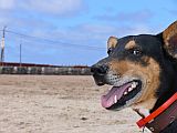 São Vicente : Baia das Gatas : cão : Nature Animals
Cabo Verde Foto Galeria