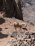 So Vicente : Santa Luzia da Terra : burro : Nature Animals
Cabo Verde Foto Galeria