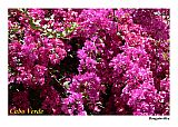 Santiago : So Jorge dos Orgaos : bougainvillea : Nature Plants
Cabo Verde Foto Gallery