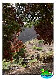 Santiago : Pico Leao : mango tree : Landscape Agriculture
Cabo Verde Foto Gallery