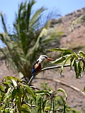 Insel: Santiago  Wanderweg:  Ort: Ganxemba Motiv: Graukopfliest Motivgruppe: Nature Animals © Pitt Reitmaier www.Cabo-Verde-Foto.com