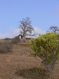 Fogo : Achada da Lapa : baobab : Landscape Agriculture
Cabo Verde Foto Gallery