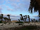 Boa Vista : Floresta Clotilde : palmtree : Landscape Agriculture
Cabo Verde Foto Gallery
