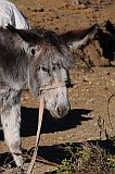 Santo Anto : Bordeira de Norte : hiking trail donkey : Nature Animals
Cabo Verde Foto Gallery