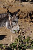 Santo Anto : Bordeira de Norte : hiking trail donkey : Nature Animals
Cabo Verde Foto Gallery