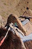 Santo Anto : Bordeira de Norte : saddle donkey : Technology Transport
Cabo Verde Foto Gallery