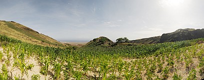 Santo Antão : Tabuleirinho da Tabuga : campo milho : Landscape Agriculture
Cabo Verde Foto Galeria
