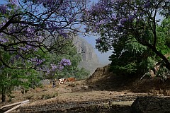 Santo Anto : Pico da Cruz Pero Dias : Water point flowering Jacaranda : Landscape Forest
Cabo Verde Foto Gallery