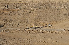 Santo Antão : Norte Cha de Feijoal : herdsmen donkeys at the waterpoint : Landscape Desert
Cabo Verde Foto Gallery