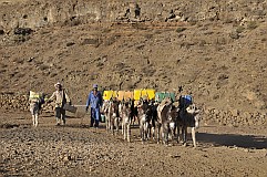 Santo Antão : Norte Cha de Feijoal : pastores burros na aguada costerna áreia de coleçãp de chuva : People Work
Cabo Verde Foto Galeria
