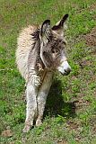 Santo Anto : Pico da Cruz Lombo Vermelho : burro : Nature Animals
Cabo Verde Foto Galeria