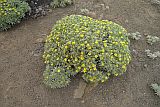 Santo Anto : Norte Tope de Coroa : macela : Nature Plants
Cabo Verde Foto Galeria