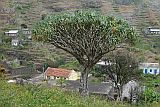 Santo Antão : Monte Joana : dragon tree : Nature Plants
Cabo Verde Foto Gallery