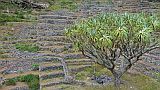 Santo Antão : Rª das Burna : dragon tree : Nature Plants
Cabo Verde Foto Gallery