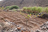 São Nicolau : Castilhano : campo : Technology Agriculture
Cabo Verde Foto Galeria