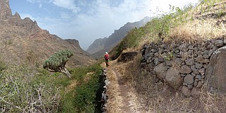 São Nicolau : Tzukud : Dragoeiro : Nature Plants
Cabo Verde Foto Galeria