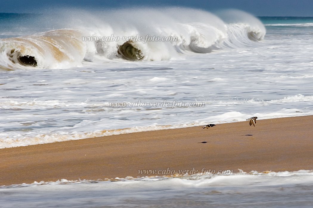 Insel: Maio  Wanderweg:  Ort: Vila do Maio Motiv: Vogel Motivgruppe: Landscape Sea © Florian Drmer www.Cabo-Verde-Foto.com