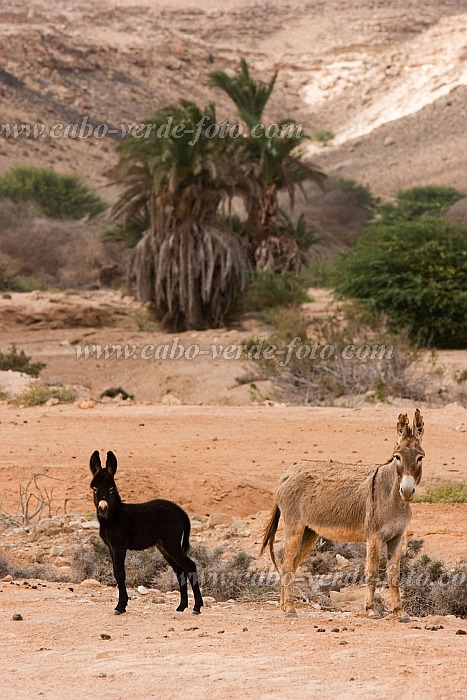 Insel: Boa Vista  Wanderweg:  Ort: Santo Antnio Motiv: Esel Motivgruppe: Nature Animals © Florian Drmer www.Cabo-Verde-Foto.com