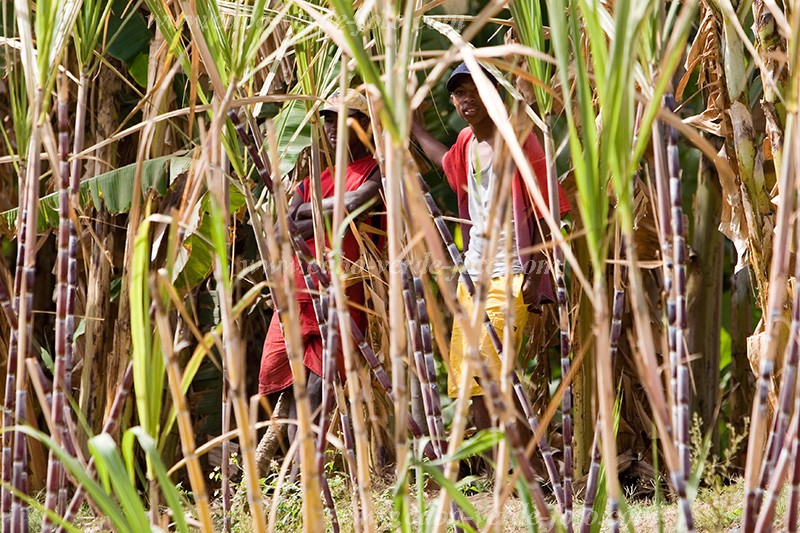 Santiago : Calheta : sugar cane : PeopleCabo Verde Foto Gallery