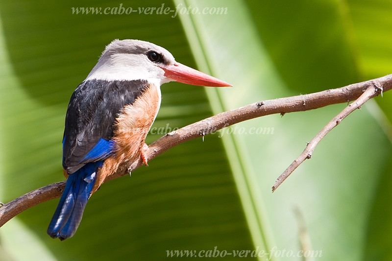 Insel: Santiago  Wanderweg:  Ort: Calheta Motiv: Eisvogel Graukopfliest Motivgruppe: Nature Animals © Florian Drmer www.Cabo-Verde-Foto.com