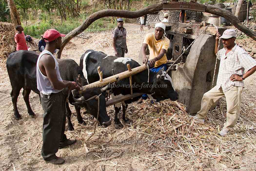 Insel: Santiago  Wanderweg:  Ort: Assomada Motiv: Rum Brennerei Motivgruppe: People Work © Florian Drmer www.Cabo-Verde-Foto.com