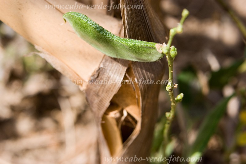 Insel: Santiago  Wanderweg:  Ort: Picos Motiv: Bohne Motivgruppe: Nature Plants © Florian Drmer www.Cabo-Verde-Foto.com