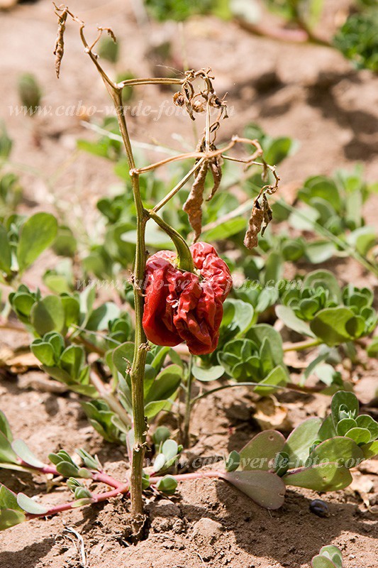 Insel: Santiago  Wanderweg:  Ort: Picos Motiv: Paprika Motivgruppe: Technology Agriculture © Florian Drmer www.Cabo-Verde-Foto.com