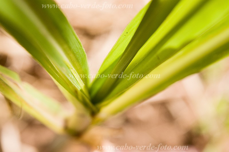 Santiago : Cidade Velha : sugar cane : Nature PlantsCabo Verde Foto Gallery