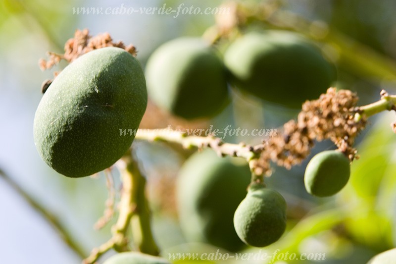 Santiago : Cidade Velha : mango : Nature PlantsCabo Verde Foto Gallery