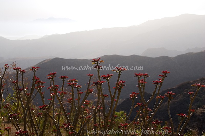 Santiago : Rui Vaz :  : Landscape MountainCabo Verde Foto Gallery