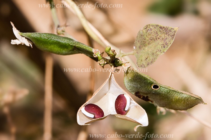 Santiago : Rui Vaz : bean : Technology AgricultureCabo Verde Foto Gallery