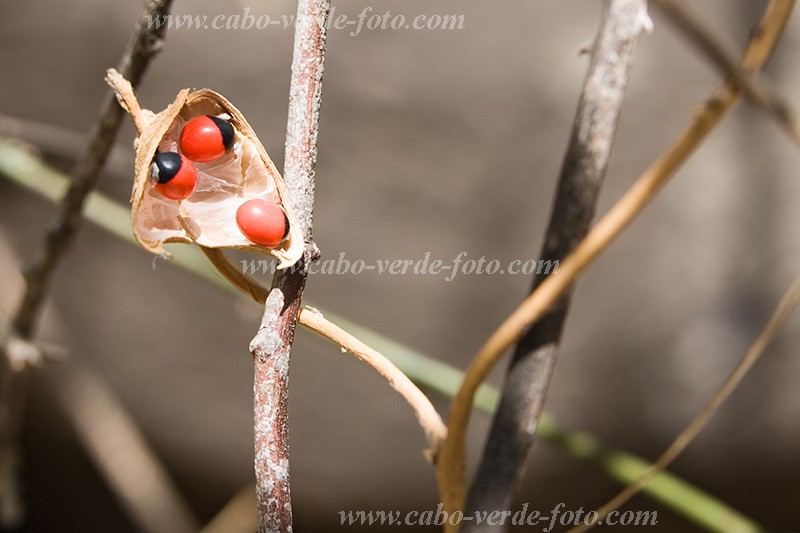 Santiago : Rui Vaz : conta cabalo - Santa Clara : Nature PlantsCabo Verde Foto Gallery