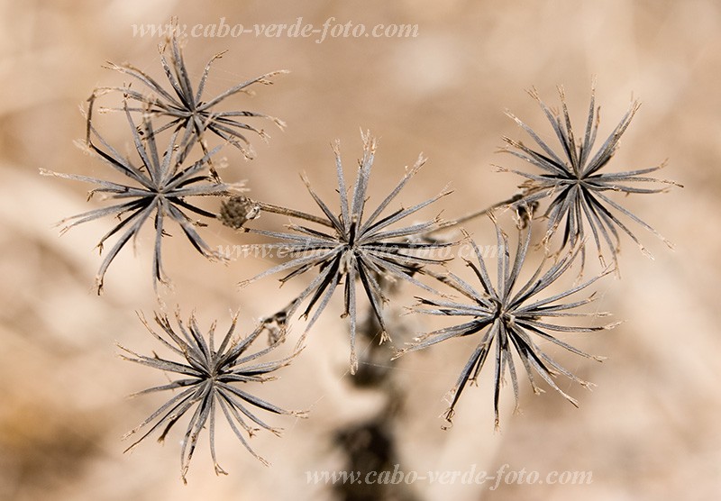 Santiago : Rui Vaz :  : Nature PlantsCabo Verde Foto Gallery