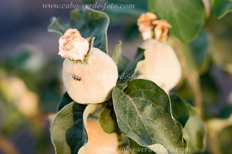 Fogo : Ch das Caldeiras : apple : Technology AgricultureCabo Verde Foto Gallery