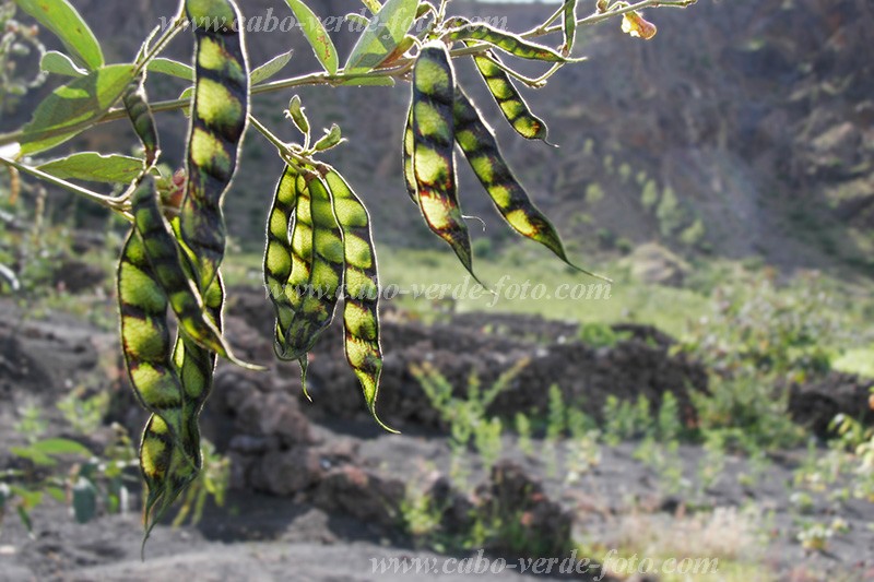 Fogo : Ch das Caldeiras : bean : Technology AgricultureCabo Verde Foto Gallery