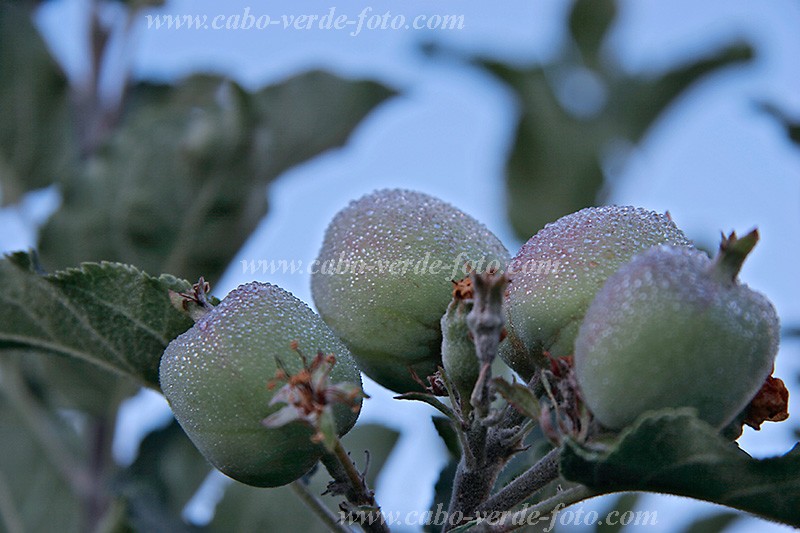 Fogo : Ch das Caldeiras : apple : Technology AgricultureCabo Verde Foto Gallery