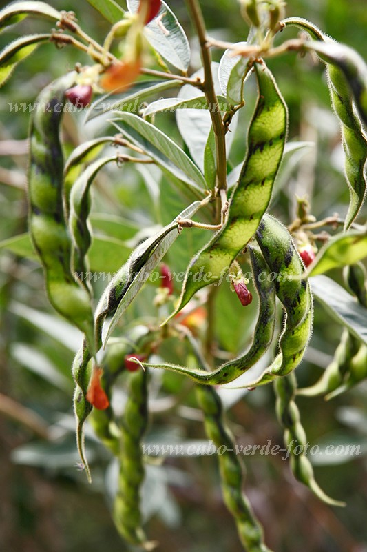 Fogo : Ch das Caldeiras : bean : Technology AgricultureCabo Verde Foto Gallery