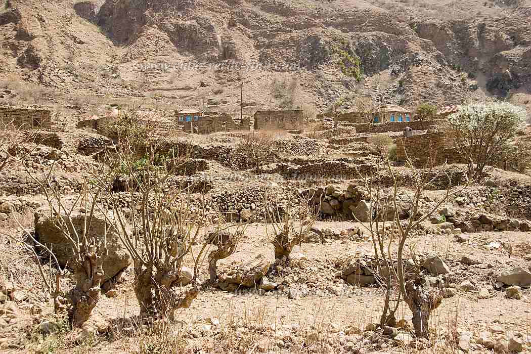 Brava : Faj d gua : paisagem : Landscape AgricultureCabo Verde Foto Gallery