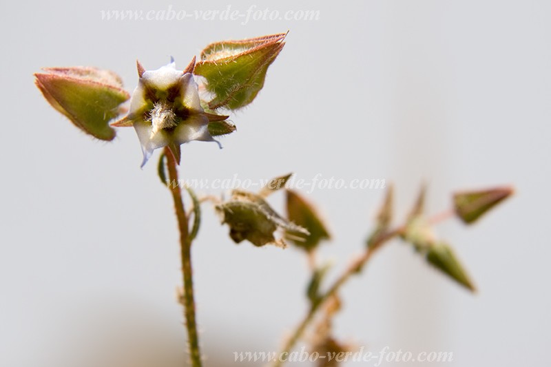 So Nicolau : Ribeira da Prata : flower : Nature PlantsCabo Verde Foto Gallery