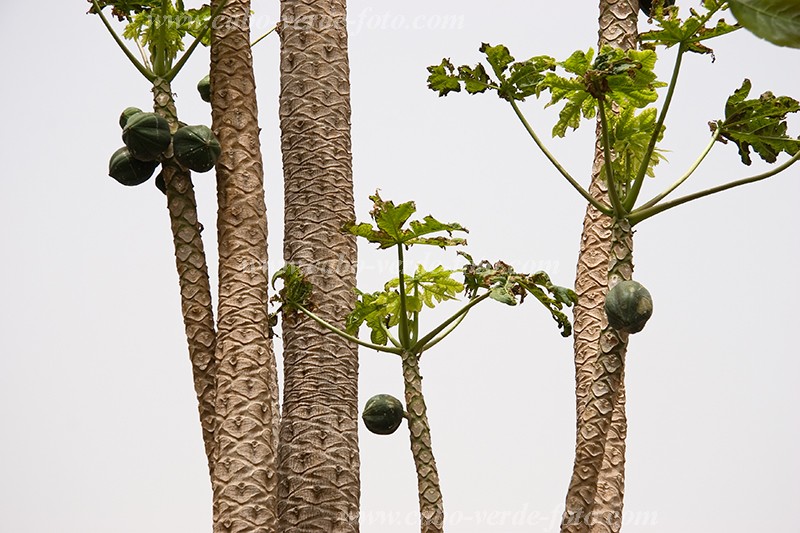 Insel: So Nicolau  Wanderweg:  Ort: Ribeira da Prata Motiv: Papaja Motivgruppe: Nature Plants © Florian Drmer www.Cabo-Verde-Foto.com