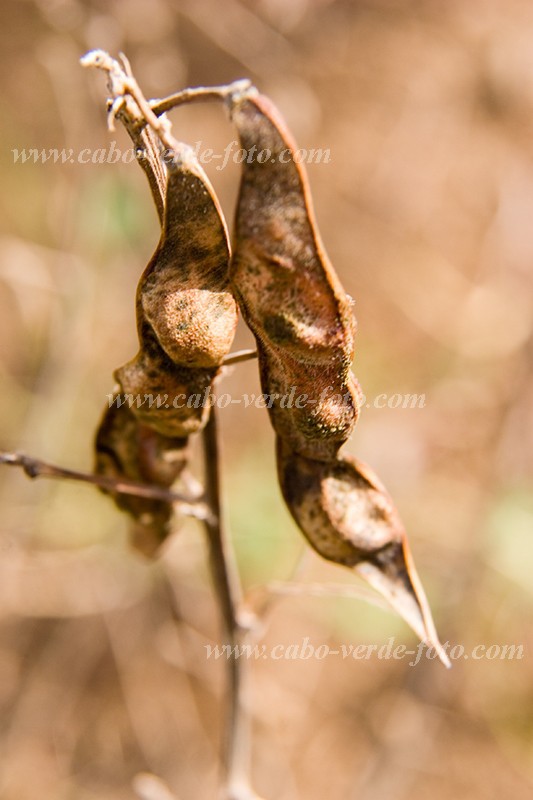 So Nicolau : Cabealinho : bean : Nature PlantsCabo Verde Foto Gallery