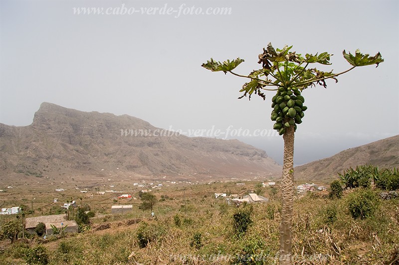 So Nicolau : Faj : papaya : Nature PlantsCabo Verde Foto Gallery