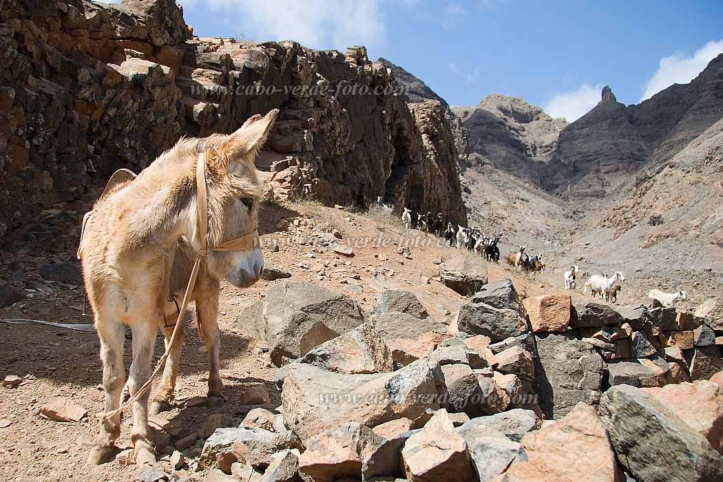 So Vicente : Santa Luzia da Terra : donkey : Nature AnimalsCabo Verde Foto Gallery