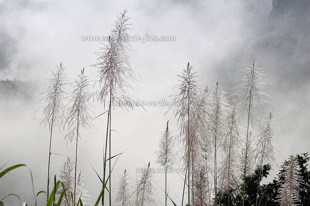 Santo Anto : Pal : sugar cane : Nature PlantsCabo Verde Foto Gallery