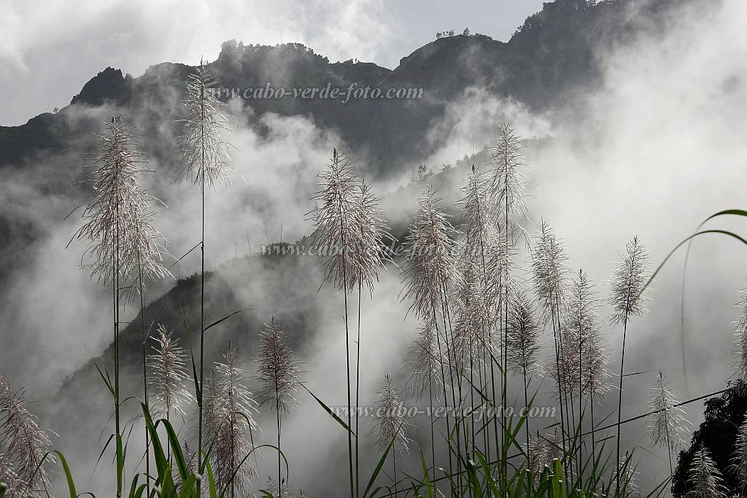 Insel: Santo Anto  Wanderweg:  Ort: Pal Motiv: Zuckerrohr Motivgruppe: Landscape Mountain © Florian Drmer www.Cabo-Verde-Foto.com